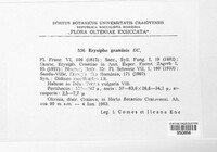 Blumeria graminis image